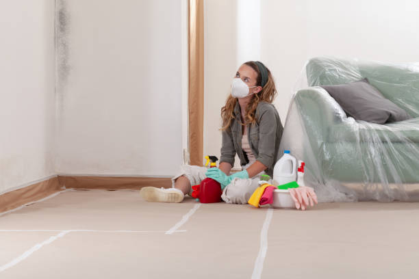Reliable Basement Mold Removal contractor in Hendersonville, NC by Cheap Mold Removal
