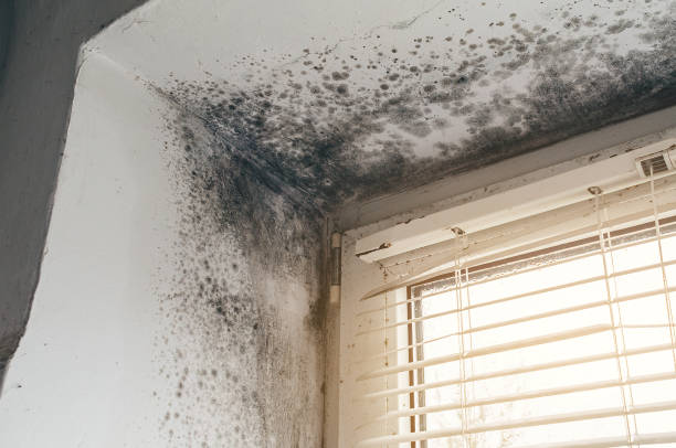 Affordable Basement Mold Removal solutions in Hendersonville, NC